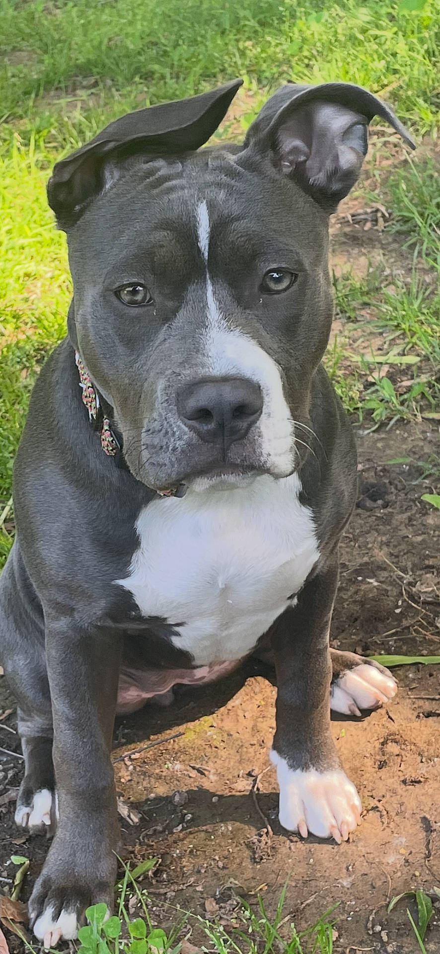 Lola is registered to the contest to win money with this photo: animal, canine, collar, companion, cute, dirt, dog, ears, expression, fur, grass, loyal, nature, outdoor, pet, pitbull, portrait, sitting, sunlight, white_paws