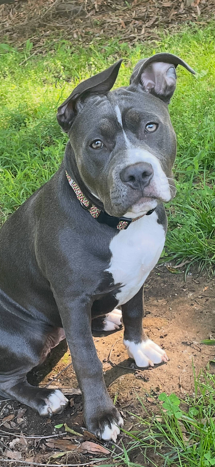 Lola is registered to the contest to win money with this photo: alert, animal, brown_soil, canine, collar, curious, dirt, dog, ears, grass, leaf_litter, nature, outdoor, pet, pitbull, portrait, sitting, sunlight, white_paws, young_dog