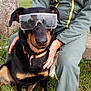 Lokka a rejoint le concours — aidez-le/la à gagner de superbes lots ! dog, goggles, person, outdoor, grass, tree, black_dog, brown_markings, collar, sitting, hand, jumpsuit, yellow_trim, nature, pet, canine, companion, resting, closeup, calm