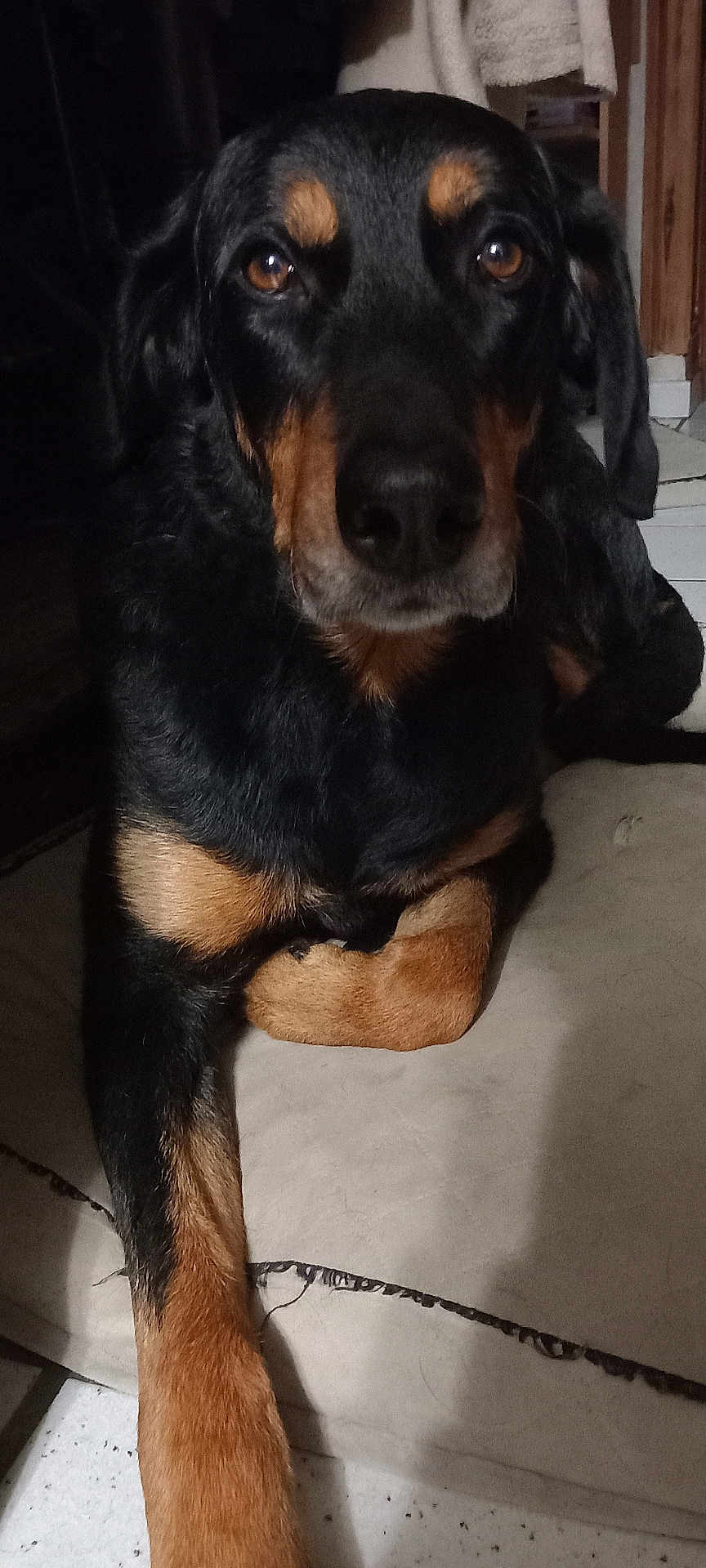 Lokka a rejoint le concours — aidez-le/la à gagner de superbes lots ! dog, black, tan, pet, indoor, close_up, animal, canine, lying_down, cushion, floor, relaxed, portrait, face, paw, fur, ears, brown_eyes, domestic, companion