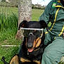 animal, black_dog, canine, companion, dog, field, goggles, grass, green_clothing, happy, nature, outdoor, person, pet, playful, safety_glasses, tan_markings, tongue_out, tree, working_clothes