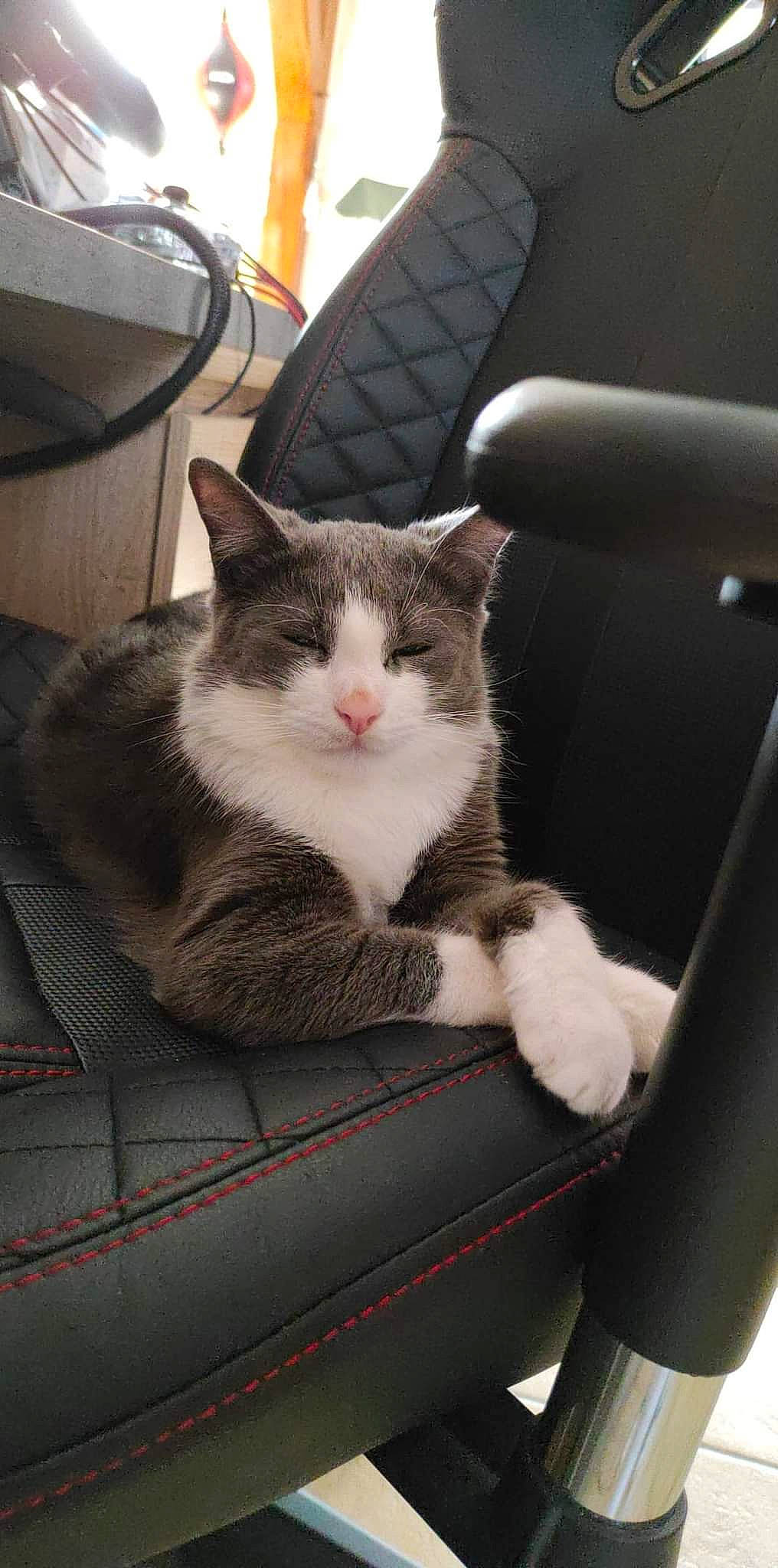 Milow participe au concours pour gagner de l'argent avec cette photo : box, cardboard, carnivore, cat, cat_supply, chair, comfort, domestic_short_haired_cat, eye, felidae, fur, grey, lap, nap, paw, sitting, small_to_medium_sized_cats, tail, whiskers, wood