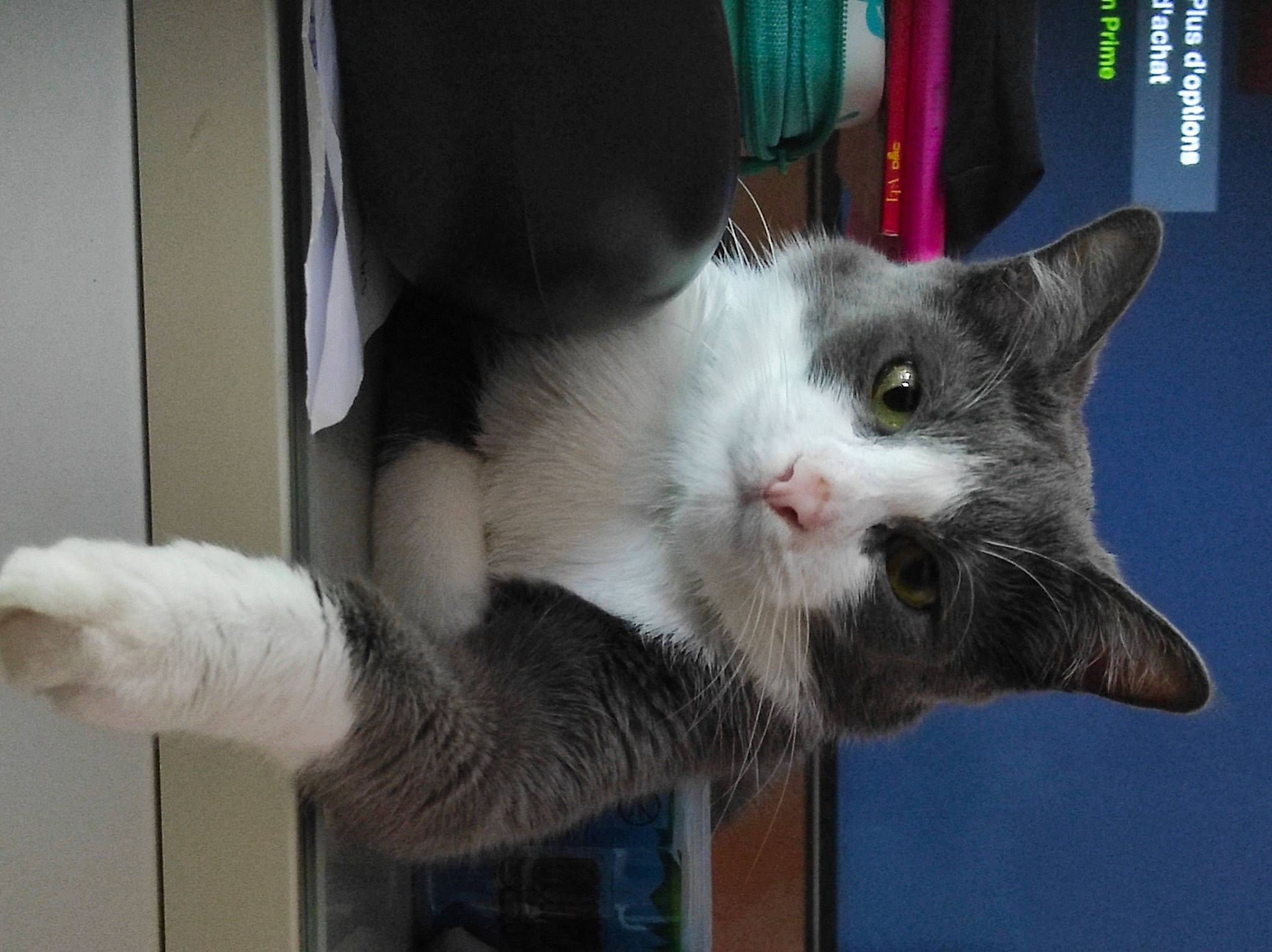 Milow participe au concours pour gagner de l'argent avec cette photo : carnivore, cat, claw, domestic_short_haired_cat, felidae, fur, mammal, paw, small_to_medium_sized_cats, snout, tail, whiskers, window