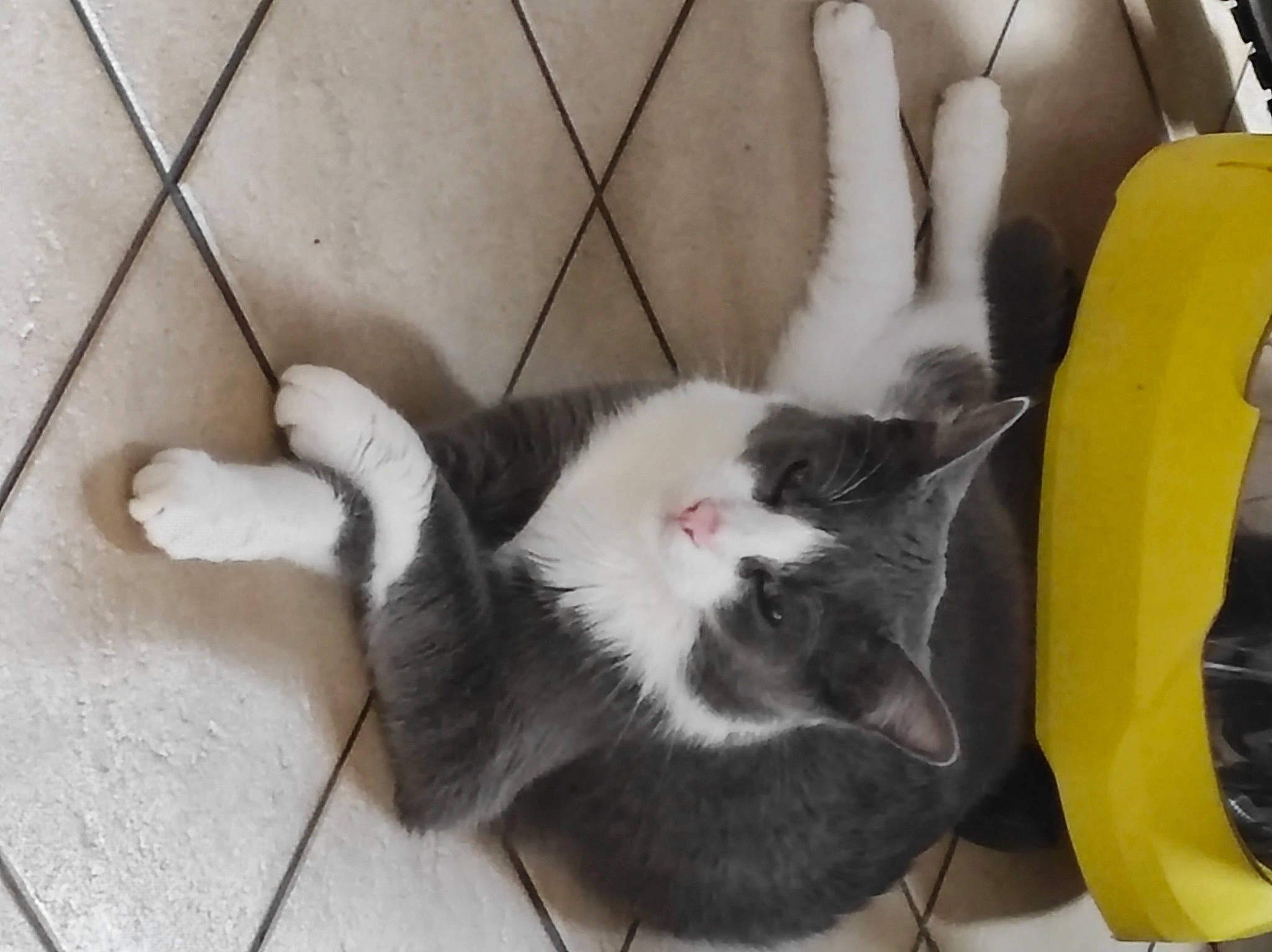 Milow a rejoint le concours — aidez-le/la à gagner de superbes lots ! canidae, cardboard, carnivore, cat, cat_supply, chair, comfort, dog_breed, domestic_short_haired_cat, fawn, felidae, flooring, fur, mammal, paw, small_to_medium_sized_cats, snout, sporting_group, tail, whiskers