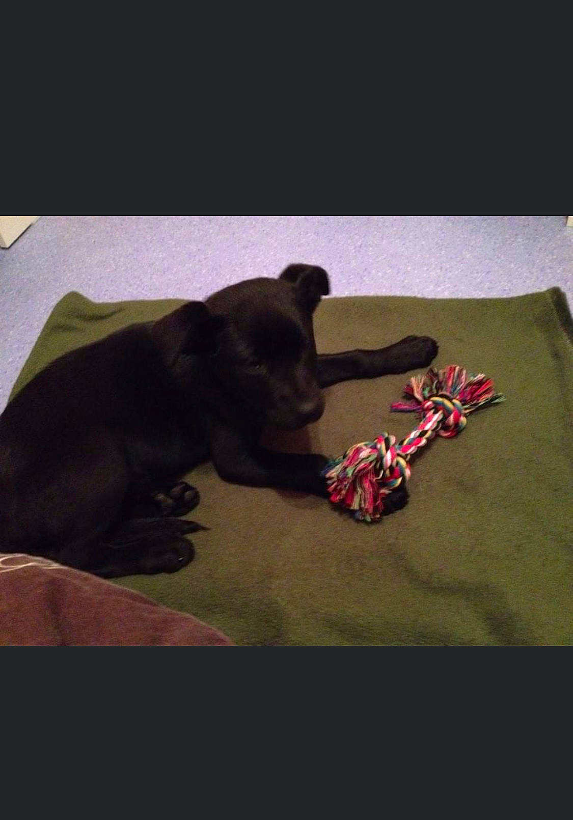 Kalinka participe au concours pour gagner de l'argent avec cette photo : bedding, canidae, carmine, carnivore, comfort, companion_dog, darkness, dog, dog_breed, fawn, flooring, font, grey, linens, liver, magenta, sporting_group, terrestrial_animal, textile, working_animal