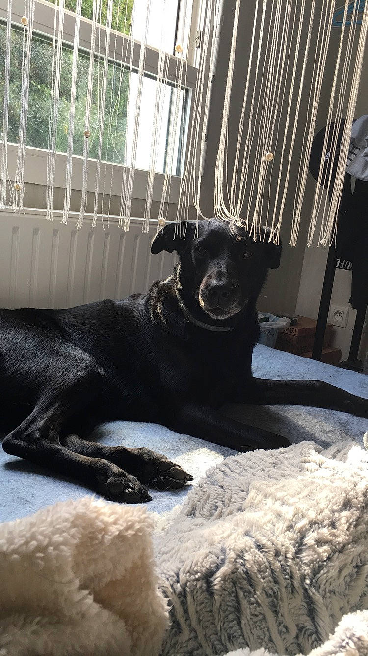 Kalinka participe au concours pour gagner de l'argent avec cette photo : canidae, carnivore, comfort, companion_dog, dog, dog_breed, fawn, felidae, fur, guard_dog, room, sitting, snout, sporting_group, tail, terrestrial_animal, toy_dog, whiskers, window, working_animal