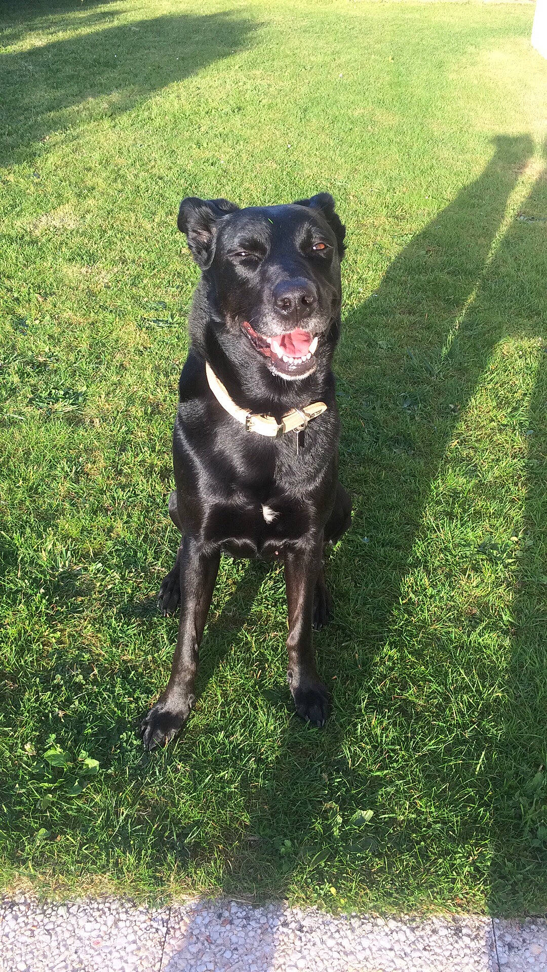Kalinka participe au concours pour gagner de l'argent avec cette photo : borador, carnivore, collar, companion_dog, dog, dog_breed, dog_collar, fawn, grass, guard_dog, leash, personal_protective_equipment, plant, sporting_group, tail, terrestrial_animal, terrier, whiskers, working_animal, working_dog