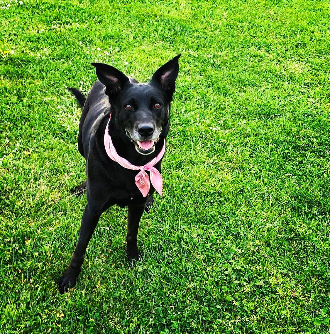 Kalinka a rejoint le concours — aidez-le/la à gagner de superbes lots ! borador, canidae, carnivore, companion_dog, dog, dog_breed, dog_collar, dog_supply, fashion_accessory, grass, grassland, groundcover, guard_dog, lawn, non_sporting_group, plant, sporting_group, tail, working_animal, working_dog