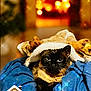 cat, siamese_cat, blanket, reindeer_antlers, blue_blanket, fireplace, warm_light, indoor, cozy, holiday, festive, decorations, cute, pet, animal, furry, resting, closeup, soft_texture, christmas