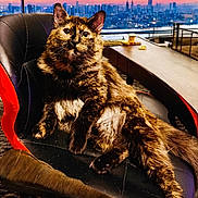 Sunnybear is registered to the contest to win money with this photo: cat, tortoiseshell_cat, pet, animal, chair, furniture, indoor, sunset, cityscape, window, relaxing, fluffy, orange, black, brown, long_hair, whiskers, ears, paw, looking