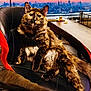 cat, tortoiseshell_cat, pet, animal, chair, furniture, indoor, sunset, cityscape, window, relaxing, fluffy, orange, black, brown, long_hair, whiskers, ears, paw, looking
