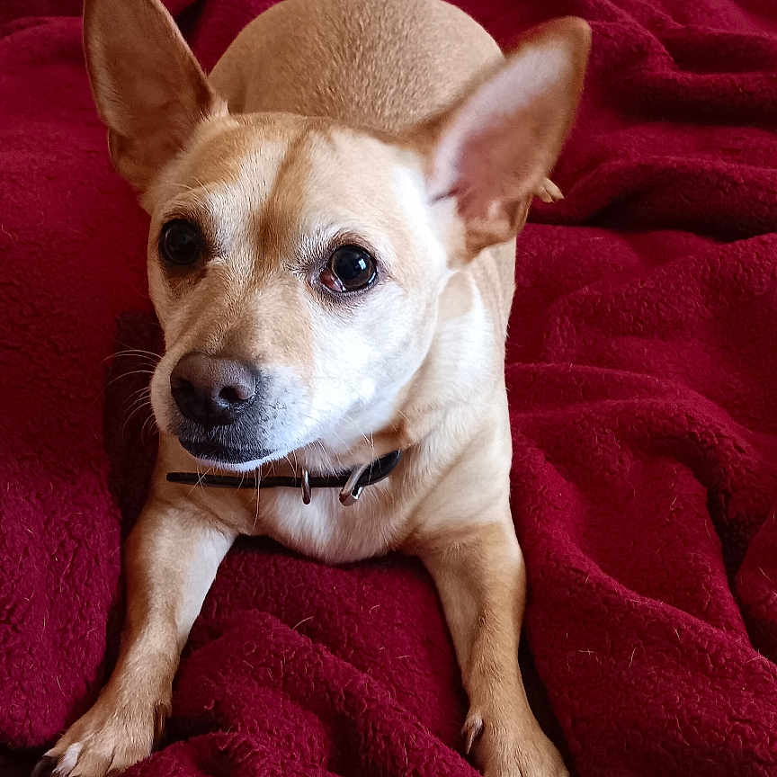 Chico joined the competition — help win amazing prizes! accessories, animal, bag, bed, bedroom, blanket, bulldog, canine, chihuahua, couch, dog, furniture, handbag, hound, indoors, interiordesign, pet, puppy, quilt, room