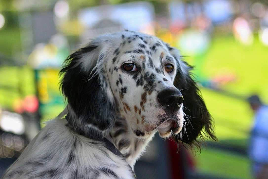 Sally participe au concours pour gagner de l'argent avec cette photo : canidae, carnivore, companion_dog, dog, dog_breed, event, fur, grass, gun_dog, plant, snout, sporting_group, working_animal, working_dog