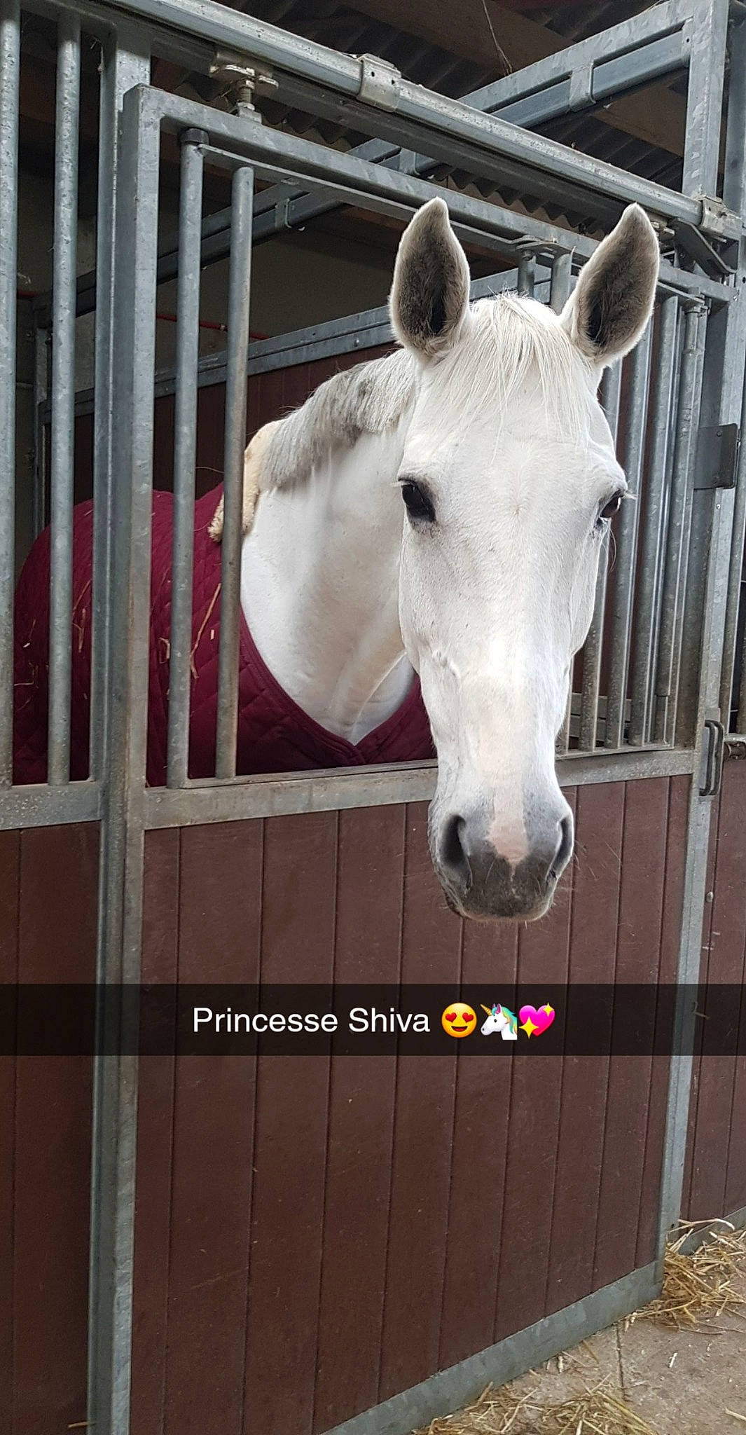 Shiva a rejoint le concours — aidez-le/la à gagner de superbes lots ! horse, mane, mare, mustang_horse, organism, photo_caption, snout, stable, stallion