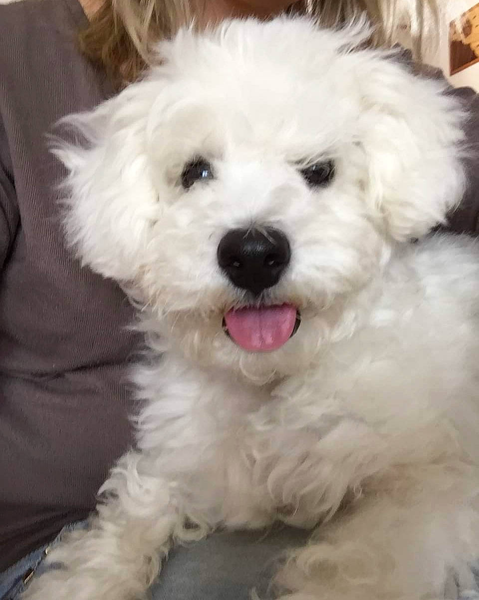 Choupy a rejoint le concours — aidez-le/la à gagner de superbes lots ! canidae, carnivore, companion_dog, dog, dog_breed, fur, maltepoo, non_sporting_group, snout, sporting_group, toy_dog, water_dog, working_animal