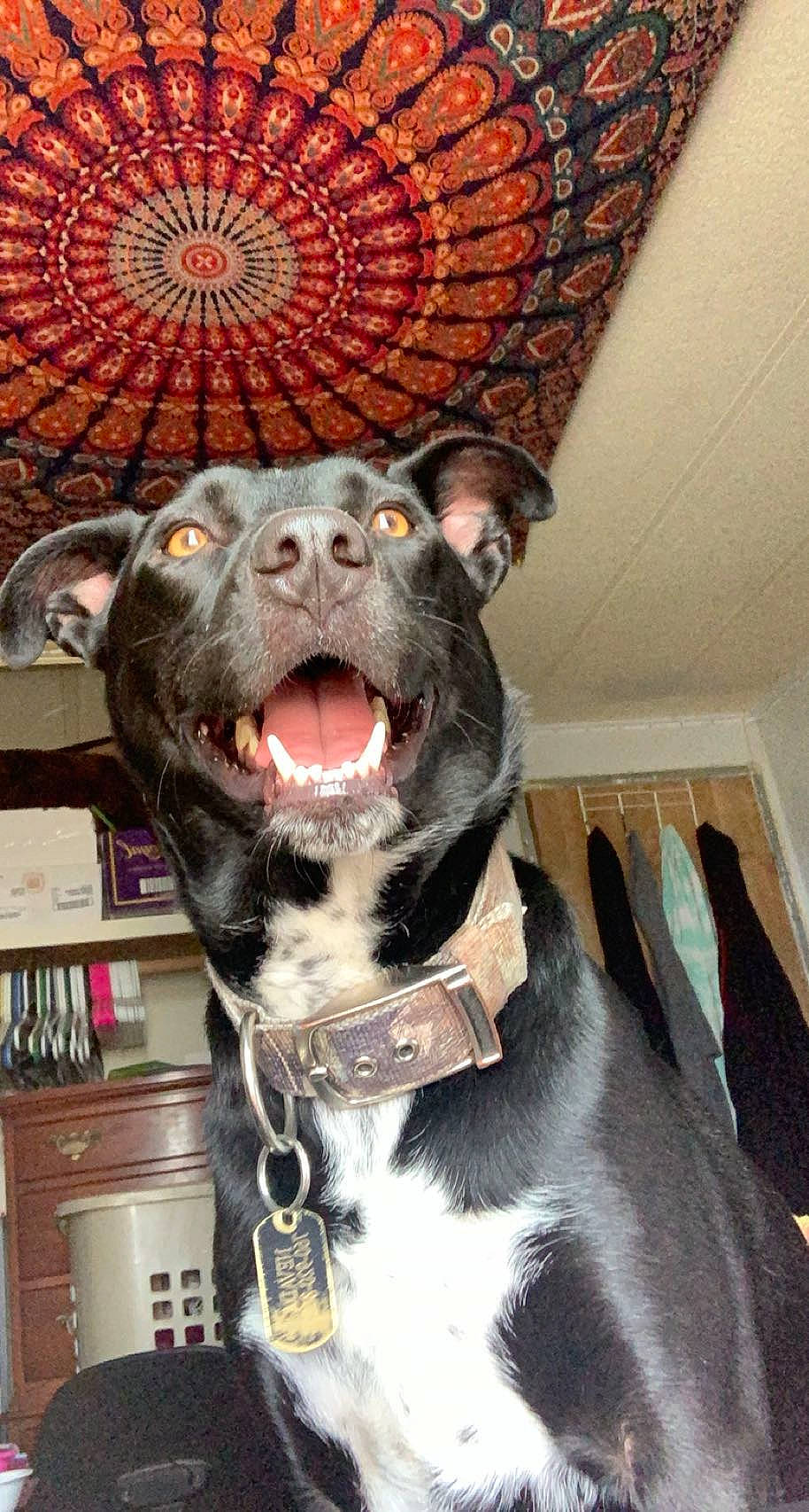 Nevada is registered to the contest to win money with this photo: carnivore, collar, companion_dog, dog, dog_breed, dog_collar, dog_supply, fang, fawn, fur, guard_dog, jaw, leash, liver, pet_supply, snout, sporting_group, whiskers, working_animal, yawn