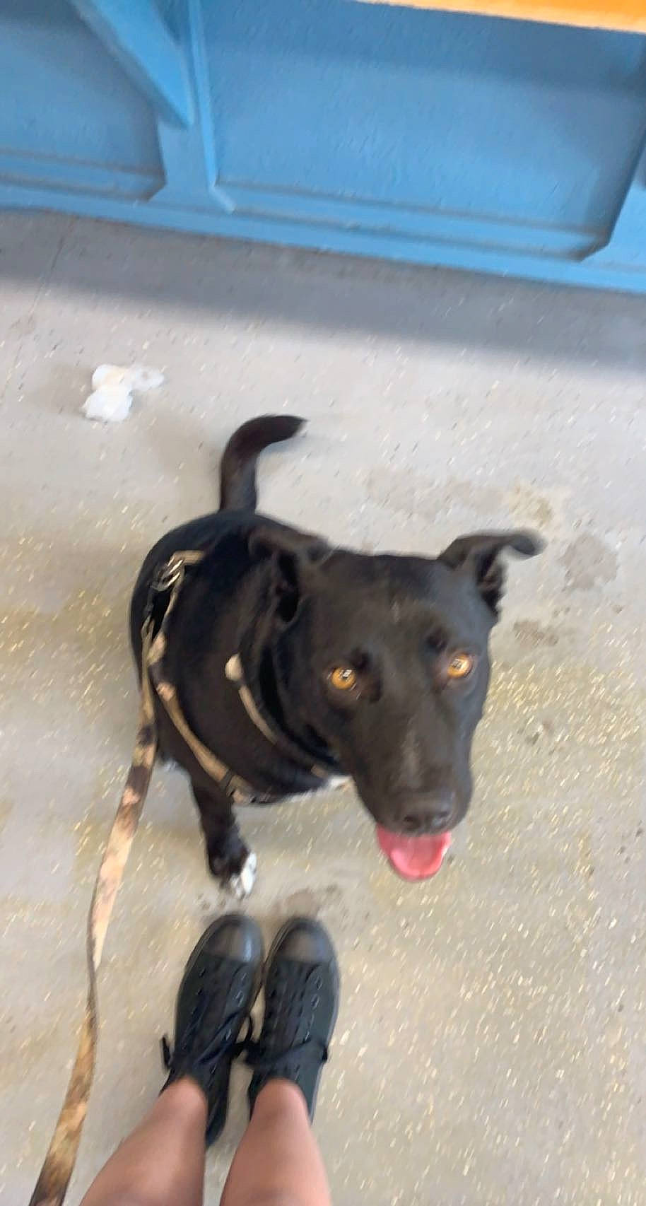 Nevada joined the competition — help win amazing prizes! borador, carnivore, collar, companion_dog, dog, dog_breed, dog_collar, dog_supply, flooring, foot, guard_dog, leash, pet_supply, road_surface, snout, sporting_group, tail, whiskers, working_animal, working_dog