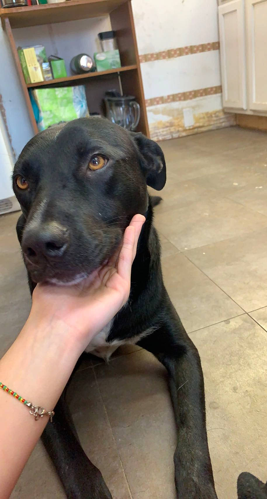 Nevada joined the competition — help win amazing prizes! borador, canidae, carnivore, collar, companion_dog, dog, dog_breed, dog_collar, fawn, flooring, fur, guard_dog, jewellery, non_sporting_group, personal_protective_equipment, snout, sporting_group, whiskers, working_animal, working_dog