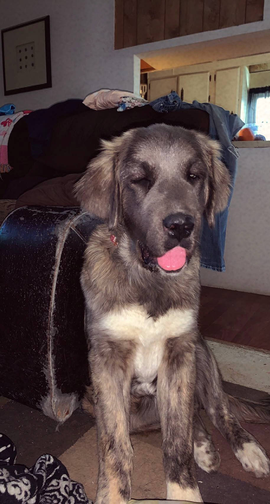 Blue is registered to the contest to win money with this photo: borador, canidae, carnivore, companion_dog, couch, dog, dog_breed, fur, giant_dog_breed, gun_dog, liver, metal, natural_material, picture_frame, snout, sporting_group, tail, working_animal, working_dog