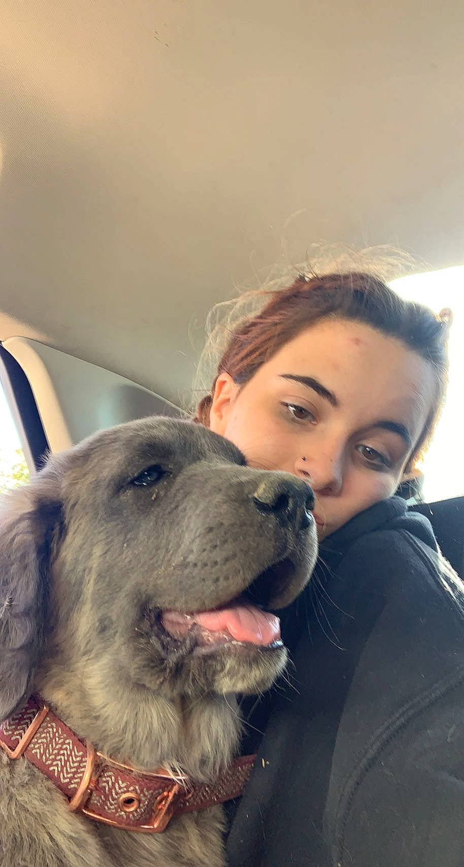 Blue joined the competition — help win amazing prizes! canidae, carnivore, companion_dog, dog, dog_breed, dog_collar, eyewear, fun, fur, gesture, giant_dog_breed, guard_dog, happy, non_sporting_group, puppy_love, selfie, smile, whiskers, working_animal, working_dog