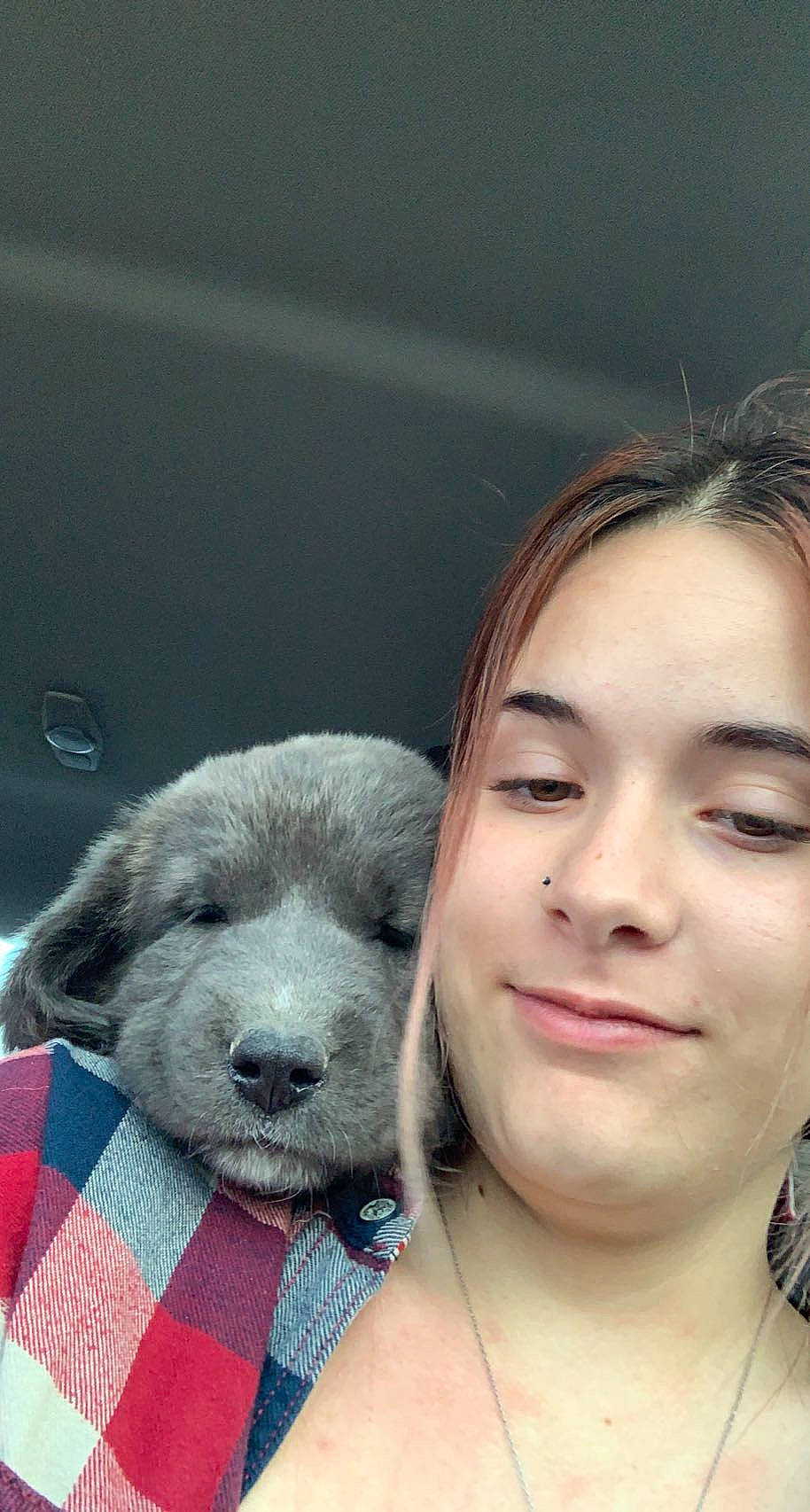 Blue joined the competition — help win amazing prizes! canidae, carnivore, companion_dog, dog, dog_breed, ear, eyelash, fawn, flash_photography, fur, happy, jewellery, nose, selfie, skin, smile, snout, sporting_group, tartan, whiskers