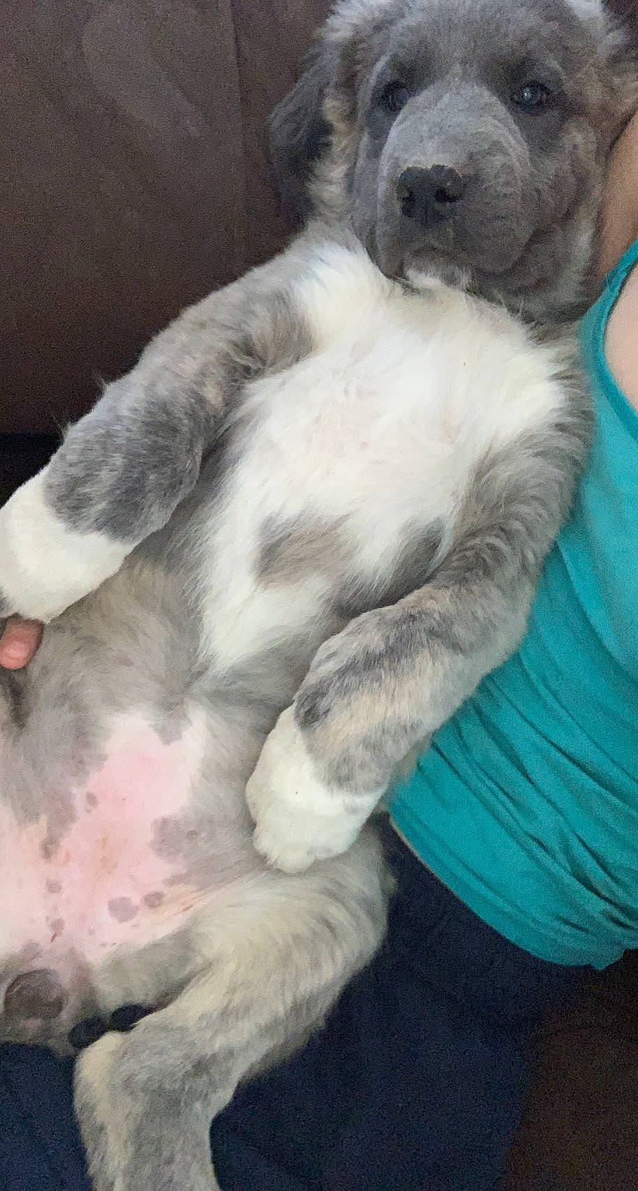 Blue joined the competition — help win amazing prizes! carnivore, claw, comfort, companion_dog, dog_breed, fawn, felidae, fur, grey, paw, small_to_medium_sized_cats, snout, standard_schnauzer, tail, terrestrial_animal, toy_dog, whiskers, working_animal