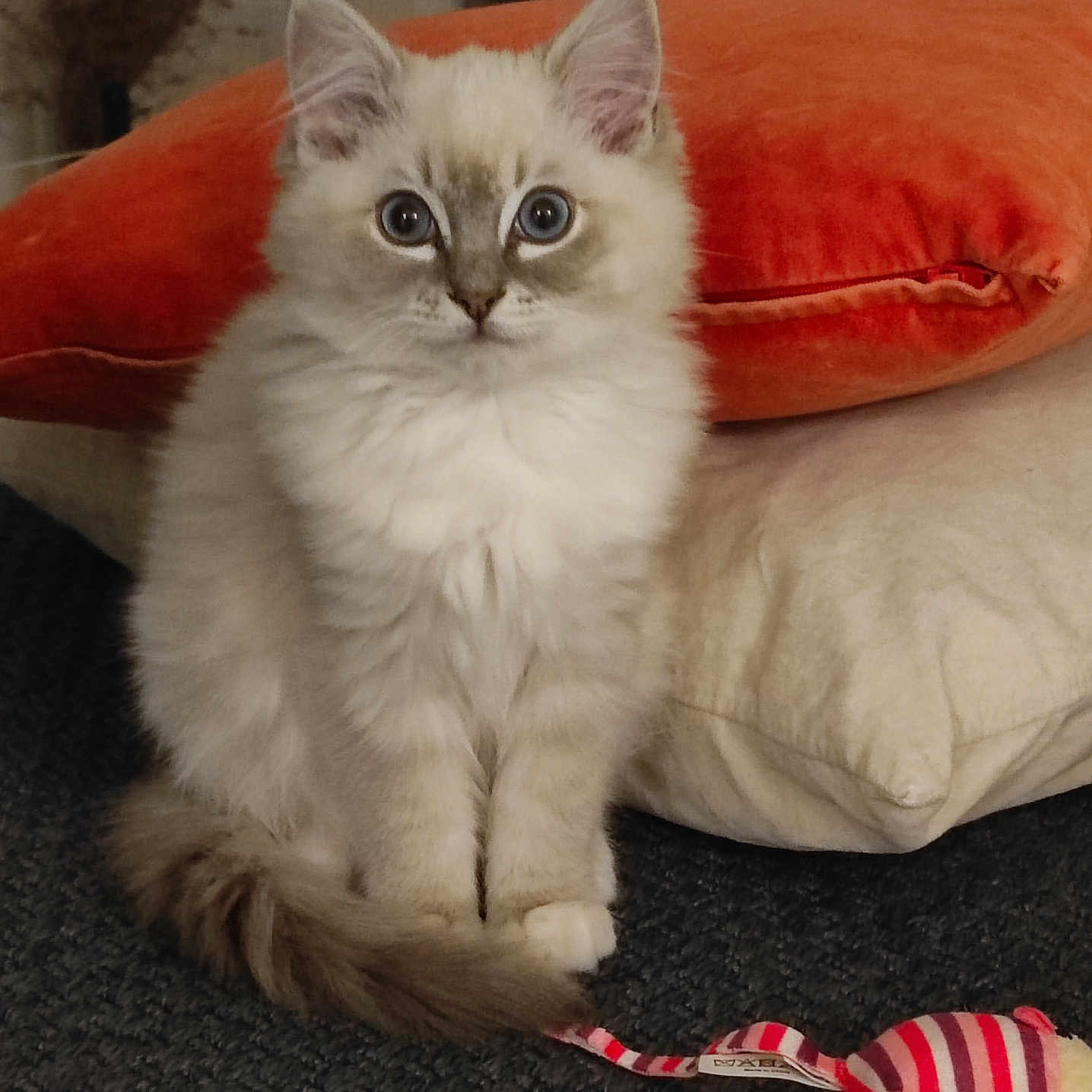 Romy