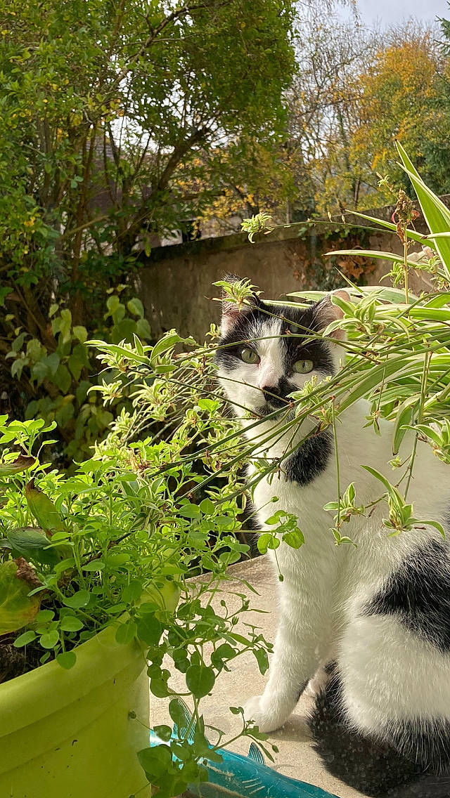 Scarlett participe au concours pour gagner de l'argent avec cette photo : botany, carnivore, cat, domestic_short_haired_cat, felidae, fur, garden, grass, groundcover, jungle, nature_reserve, plant, shrub, small_to_medium_sized_cats, snout, sunlight, tail, terrestrial_animal, tree, whiskers