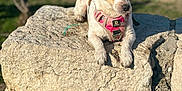 Naya participe au concours pour gagner de l'argent avec cette photo : animal, blurred_background, brown_and_white, canine, closeup, daylight, dog, grass, greenery, harness, nature, outdoor, park, pet, relaxed, resting, rock, small_dog, summer, sunlight