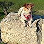 animal, blurred_background, brown_and_white, canine, closeup, daylight, dog, grass, greenery, harness, nature, outdoor, park, pet, relaxed, resting, rock, small_dog, summer, sunlight