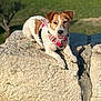 animal, brown, canine, daylight, dog, fur, grass, harness, mammal, nature, outdoor, park, pet, relaxing, resting, rock, small_dog, sunlight, tongue_out, white