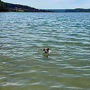 Naya participe au concours pour gagner de l'argent avec cette photo : adventure, animal, calm, canine, daytime, dog, forest, hill, lake, landscape, mammal, nature, outdoor, pet, recreation, ripples, sky, summer, swimming, water