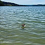 adventure, animal, calm, canine, daytime, dog, forest, hill, lake, landscape, mammal, nature, outdoor, pet, recreation, ripples, sky, summer, swimming, water