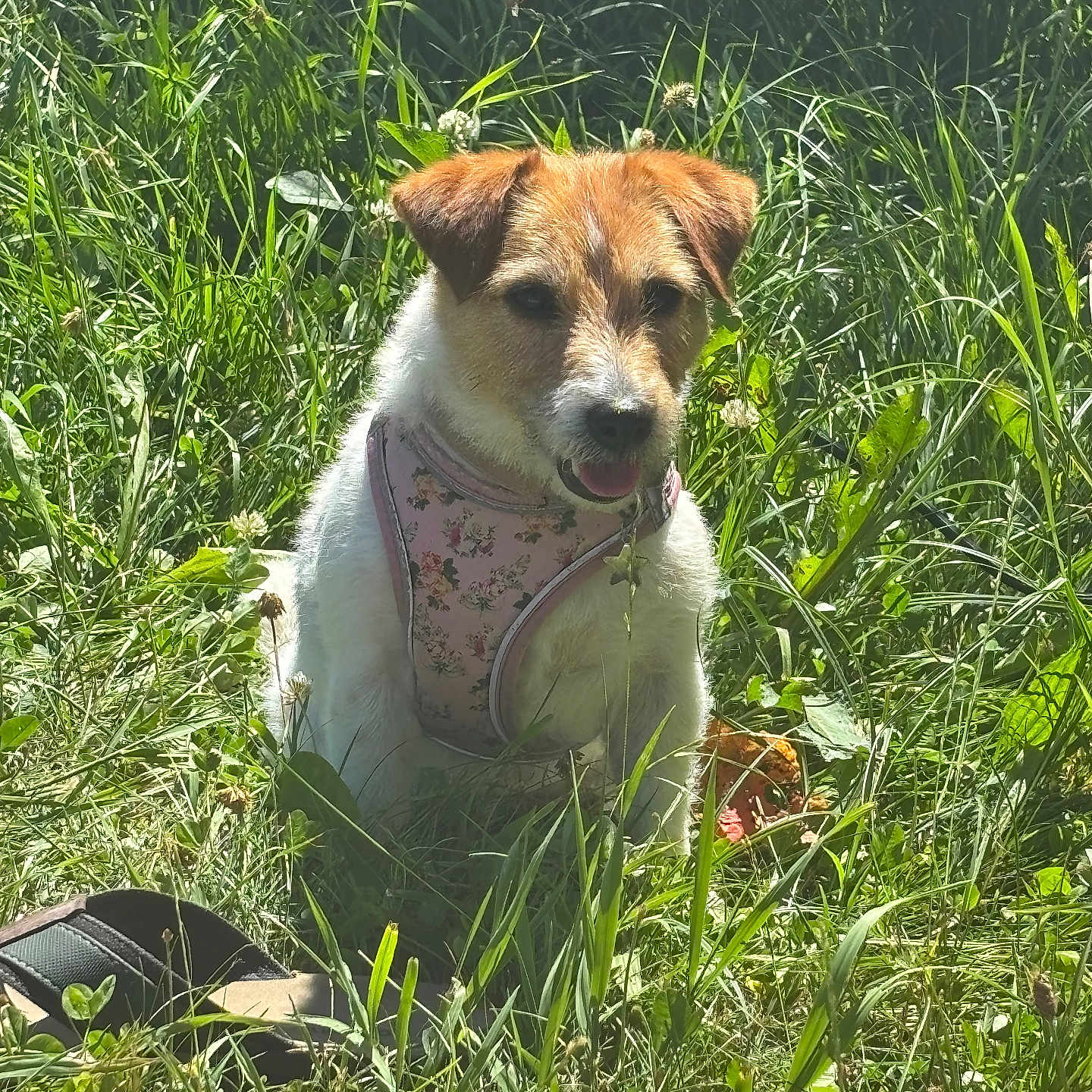 Lizy participe au concours pour gagner de l'argent avec cette photo : alone, animal, canine, closeup, daylight, dog, field, floral_harness, grass, greenery, leaf, mammal, nature, outdoor, pet, plant, sitting, summer, sunlight, wild_grass
