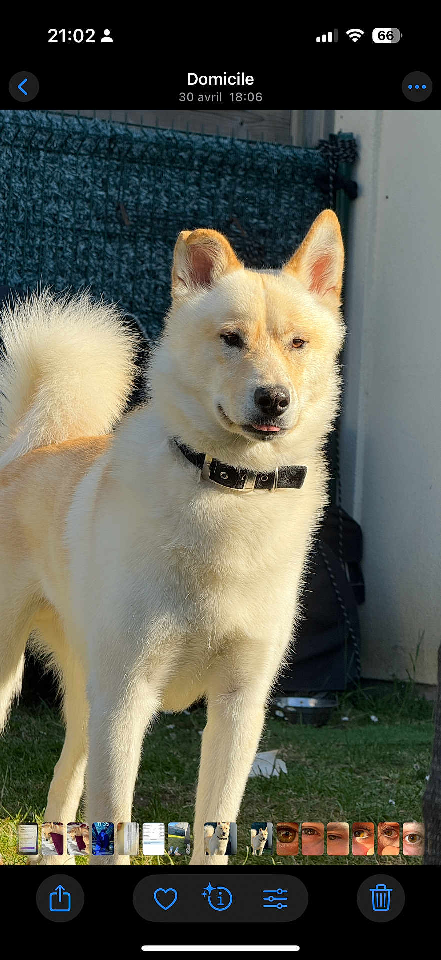 Aslan