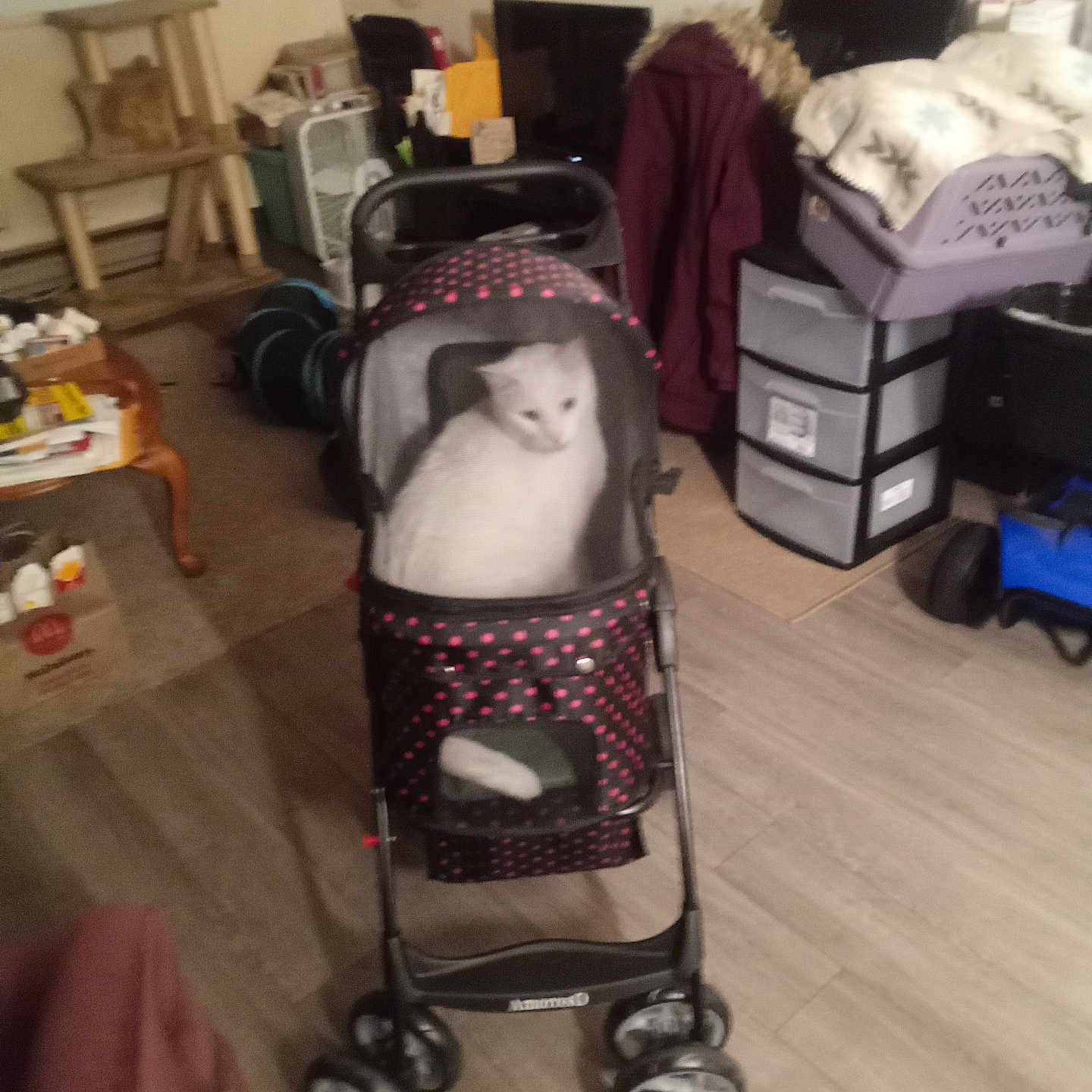 Milo is registered to the contest to win money with this photo: blanket, box, carpet, cat, cat_tree, chair, coat, domestic_animal, fan, floor, furniture, home, indoor, living_room, pet_accessory, pet_stroller, storage_drawers, table, television, white_cat