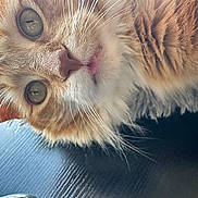 Ginger joined the competition — help win amazing prizes! animal, cat, close_up, curious_expression, cute, domestic_cat, eye_reflection, feline, fluffy_fur, fur, indoor, lying_down, mammal, orange_tabby, pet, portrait, soft_light, texture, tongue_out, whiskers