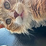 animal, cat, close_up, curious_expression, cute, domestic_cat, eye_reflection, feline, fluffy_fur, fur, indoor, lying_down, mammal, orange_tabby, pet, portrait, soft_light, texture, tongue_out, whiskers