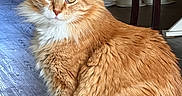 Ginger joined the competition — help win amazing prizes! cat, chair, cozy, curious_eyes, domestic_cat, ears, feline, fluffy_fur, golden_eyes, household, indoor, orange_cat, pet, pet_bowls, portrait, sitting, tail, whiskers, white_paws, wooden_floor