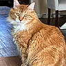 Ginger joined the competition — help win amazing prizes! cat, chair, cozy, curious_eyes, domestic_cat, ears, feline, fluffy_fur, golden_eyes, household, indoor, orange_cat, pet, pet_bowls, portrait, sitting, tail, whiskers, white_paws, wooden_floor