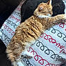 animal, black_cat, blanket, cat, companion, cozy, cute, cute_animals, domestic_cat, fluffy, friendship, fur, ginger_cat, heart_pattern, indoor, pets, relaxation, resting, sleeping, soft