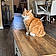 Ginger
