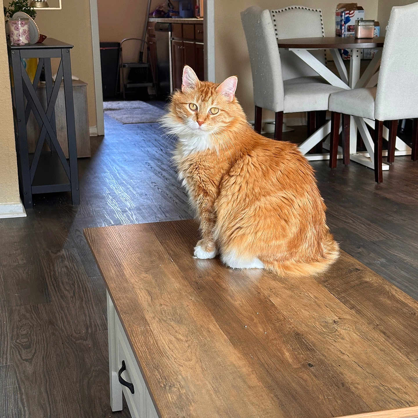 Ginger