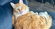 Ginger joined the competition — help win amazing prizes! cat, chair, comfortable, computer_desk, cozy, desk, domestic_animal, feline, floor, fluffy, furniture, home, indoor, licking, office_chair, orange_cat, pet, relaxed, tongue_out, wooden_floor