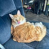 cat, chair, comfortable, computer_desk, cozy, desk, domestic_animal, feline, floor, fluffy, furniture, home, indoor, licking, office_chair, orange_cat, pet, relaxed, tongue_out, wooden_floor