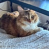 Ginger joined the competition — help win amazing prizes! animal, blanket, cable, cat, cozy, desk, electrical_outlet, eyes, floor, fluffy, fur, furniture, ginger_cat, indoor, looking_at_camera, pet, relaxed, whiskers, white_blanket, wood