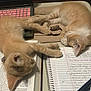 Peachy is registered to the contest to win money with this photo: animal, book, cat, cute, desk, domestic_cat, fur, handwriting, keyboard, kitten, laptop, notebook, orange_cat, paper, pen, pet, resting, sleeping, study, writing