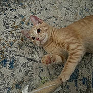 Peachy is registered to the contest to win money with this photo: animal, carpet, cat, curious, cute, ears, eyes, fur, indoor, lying_down, mischievous, mouse_toy, orange_cat, paw, pet, pet_toy, playful, tabby, toy, whiskers