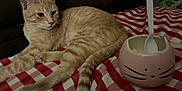 Peachy joined the competition — help win amazing prizes! cat, cat_mug, comfortable, cozy, cup, domestic_animal, ears, feline, food_container, indoor, orange_tabby, paws, pet, plastic_spoon, red_and_white_checkered_blanket, relaxed, resting, striped_tail, table, whiskers
