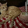 cat, cat_mug, comfortable, cozy, cup, domestic_animal, ears, feline, food_container, indoor, orange_tabby, paws, pet, plastic_spoon, red_and_white_checkered_blanket, relaxed, resting, striped_tail, table, whiskers